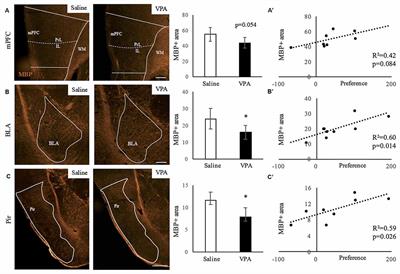 Hypomyelination and Oligodendroglial Alterations in a Mouse Model of Autism Spectrum Disorder